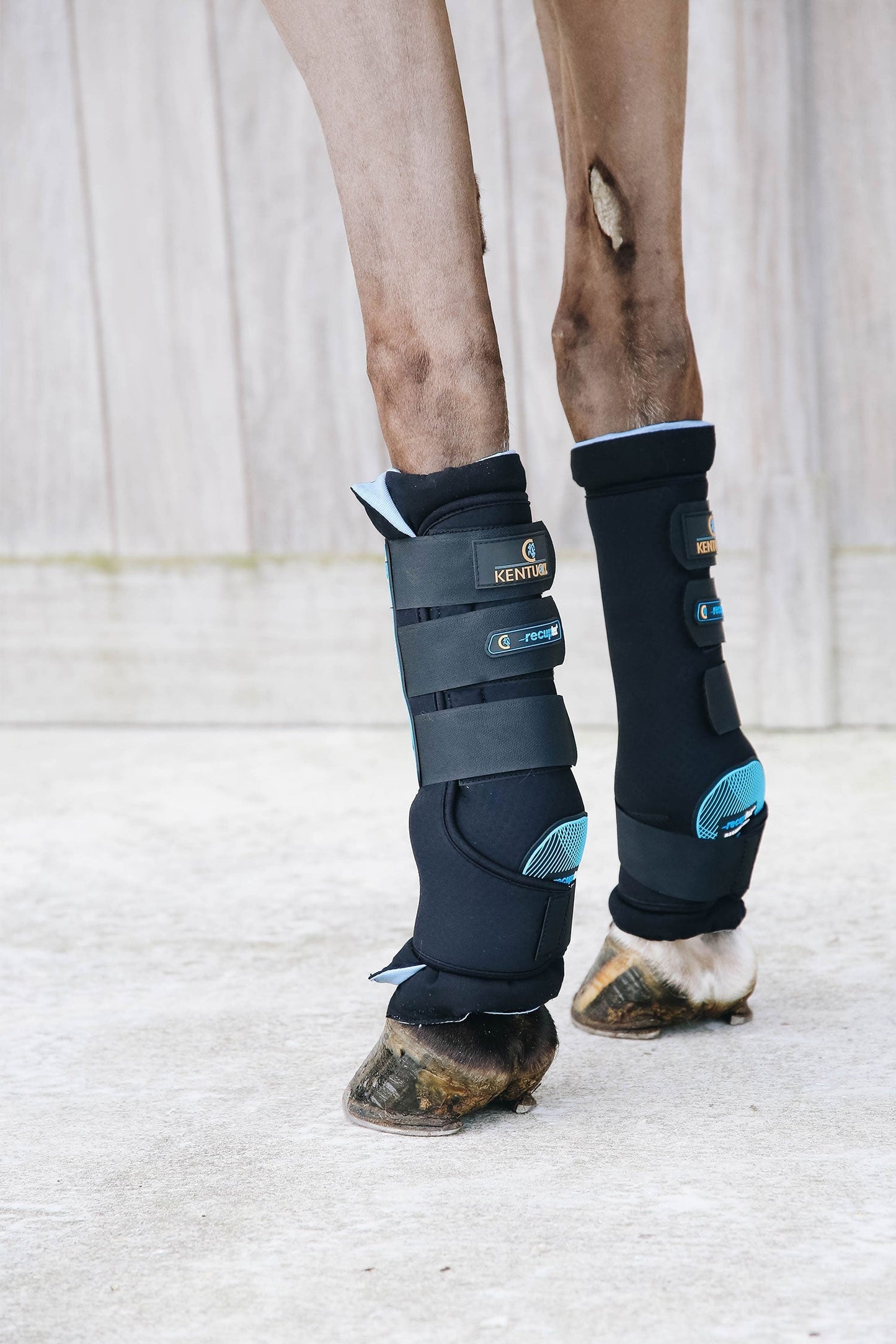 Magnetic Stallbandage Recuptex