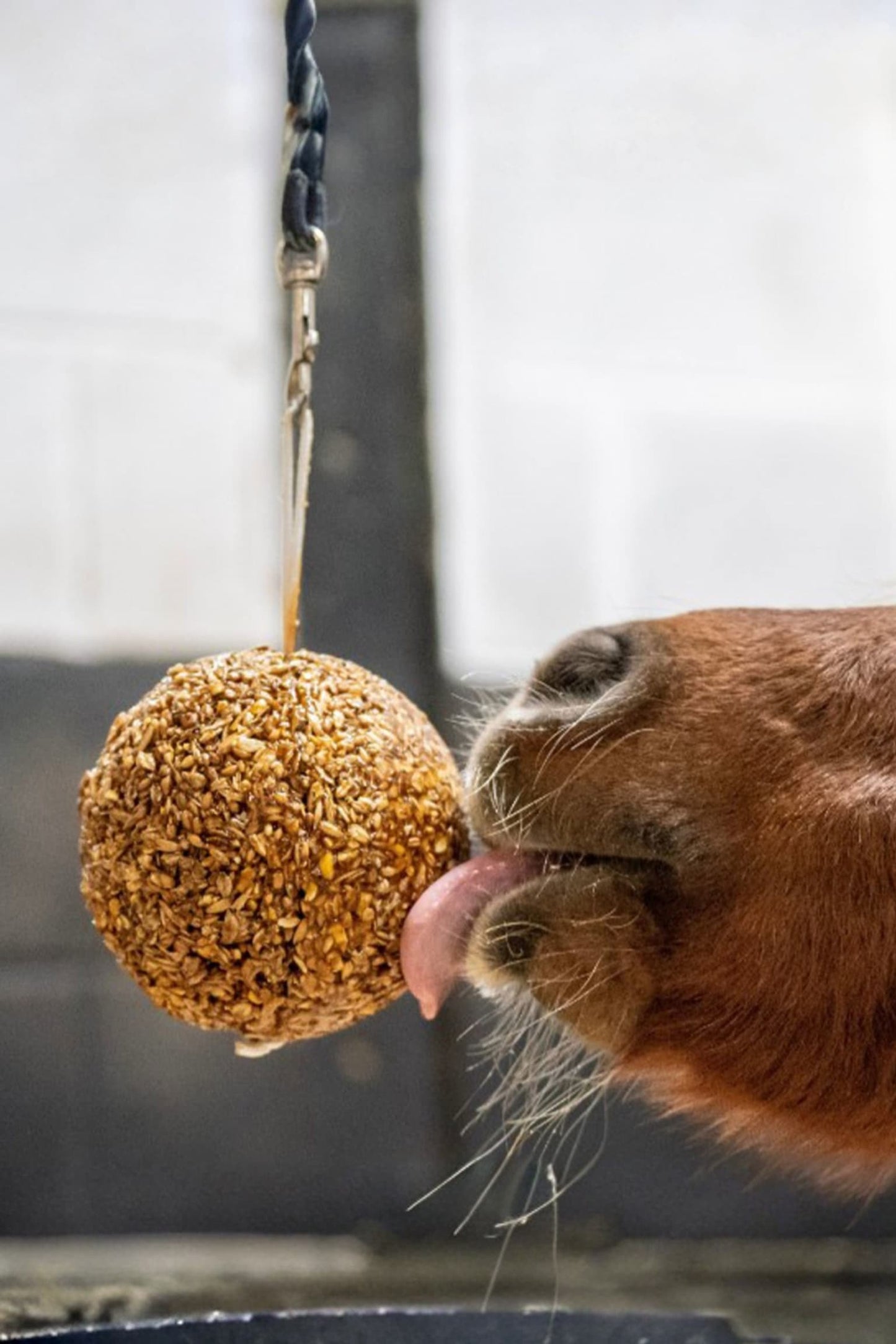 Granola Boll Äpple