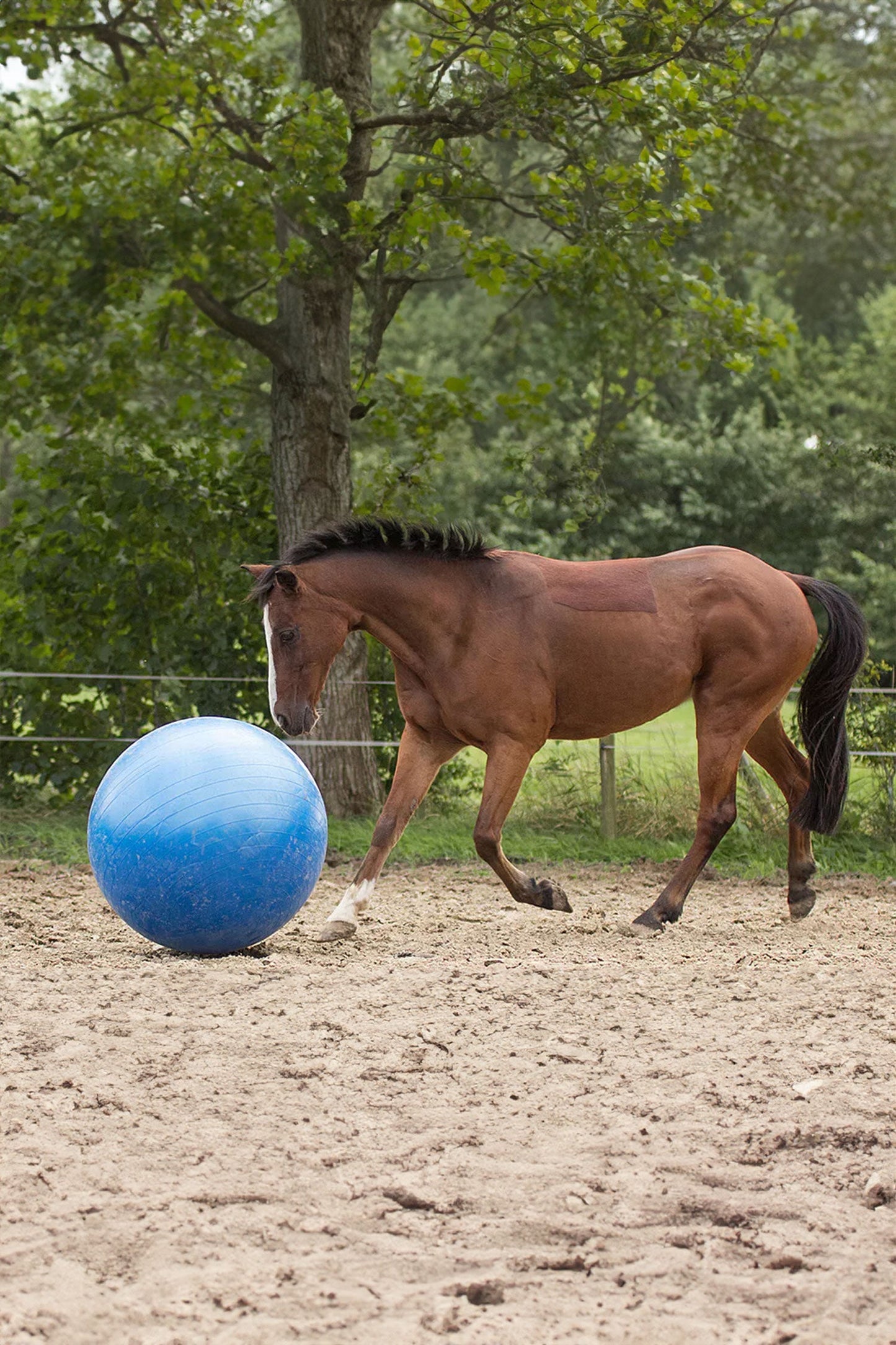 Fotboll Blå