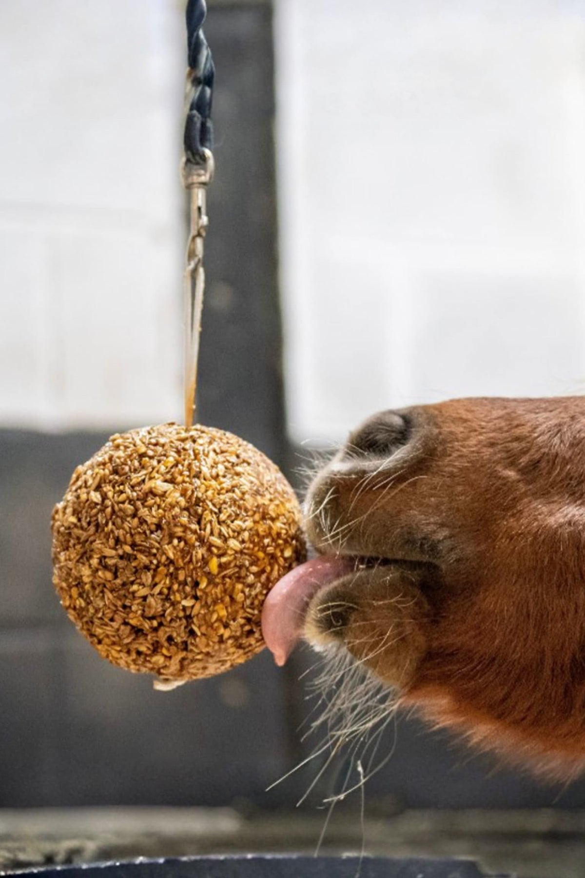 Granola Boll Äpple